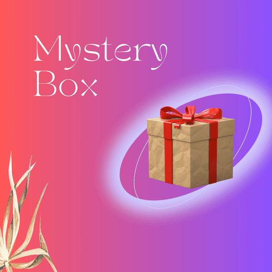 Mystery Box 2024
